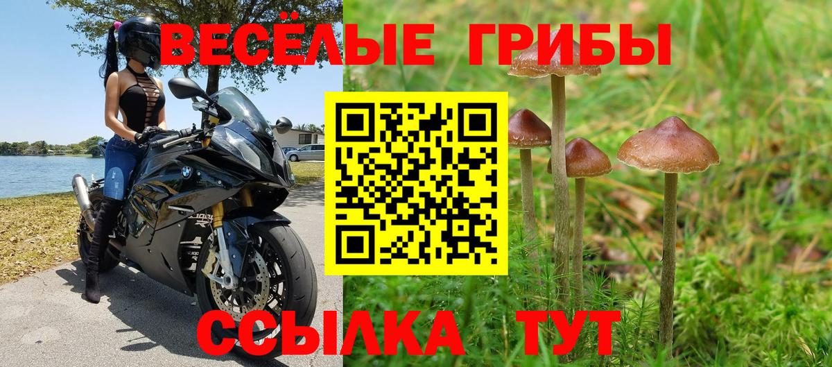 Галлюциногенные грибы Psilocybine cubensis Гудермес